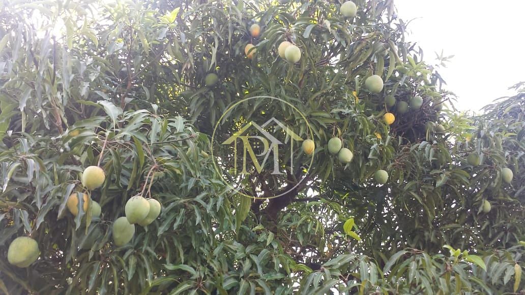 Chácara, 2 quartos, 8925 m² - Foto 3