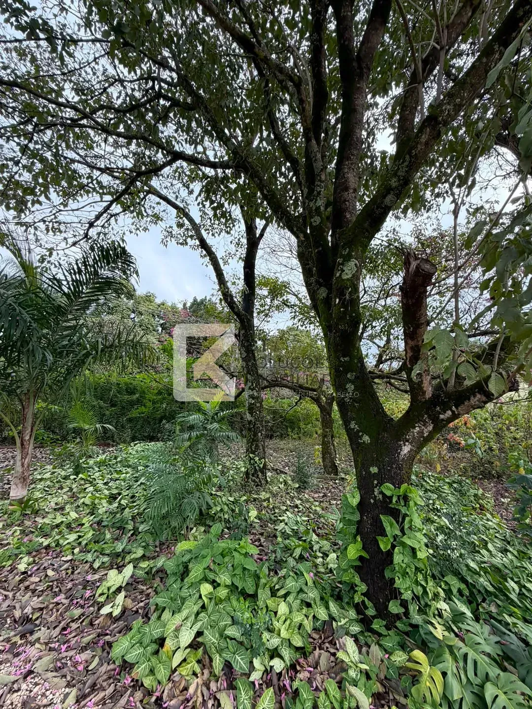 Chácara, 2 quartos, 5000 m² - Foto 5