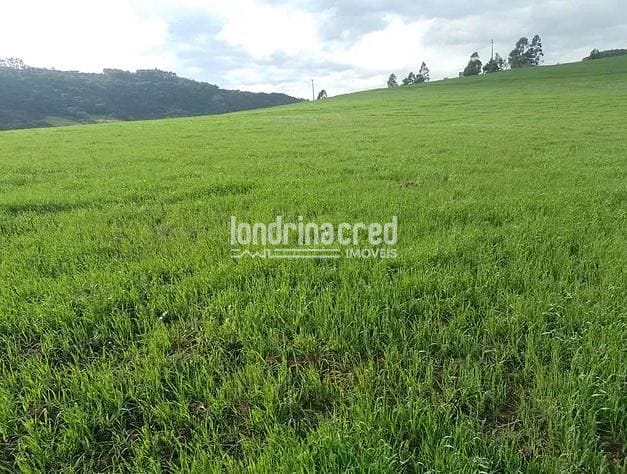 Sítio, 1 quarto, 21 hectares - Foto 3