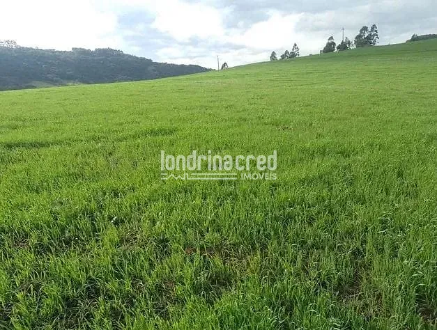 Sítio, 1 quarto, 21 hectares - Foto 3