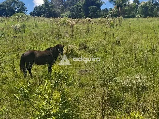 Chácara com 50000m² 9 quartos e 9 banheiros, à venda, no bairro centro em Carambeí