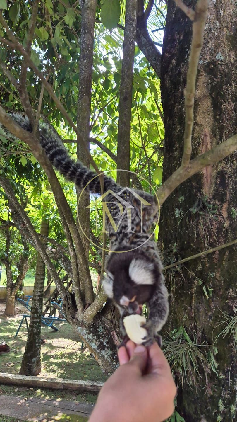 Chácara, 4 quartos, 1200 m² - Foto 18