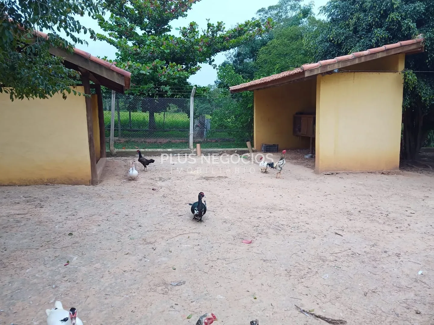 Sítio, 4 quartos, 10000 m² - Foto 16