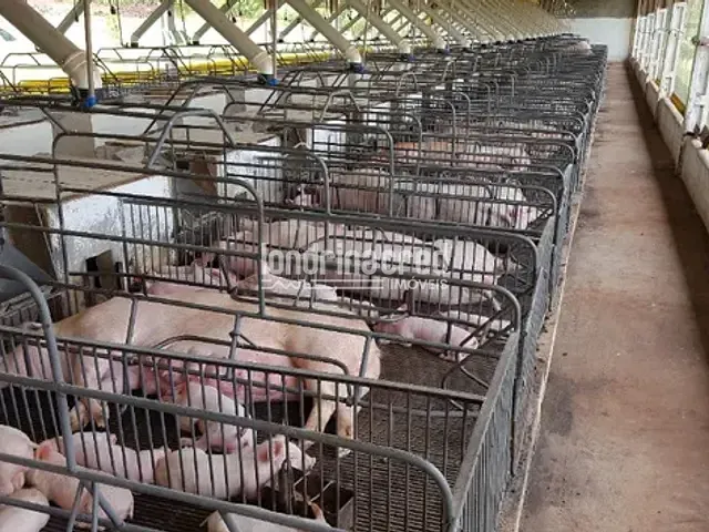 Chácara com 242000m², à venda, no bairro Zona Rural em Ouro Verde Do Oeste
