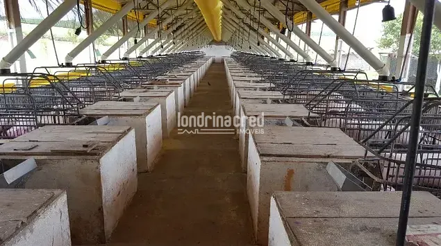 Sítio, 1 quarto, 24 hectares - Foto 4