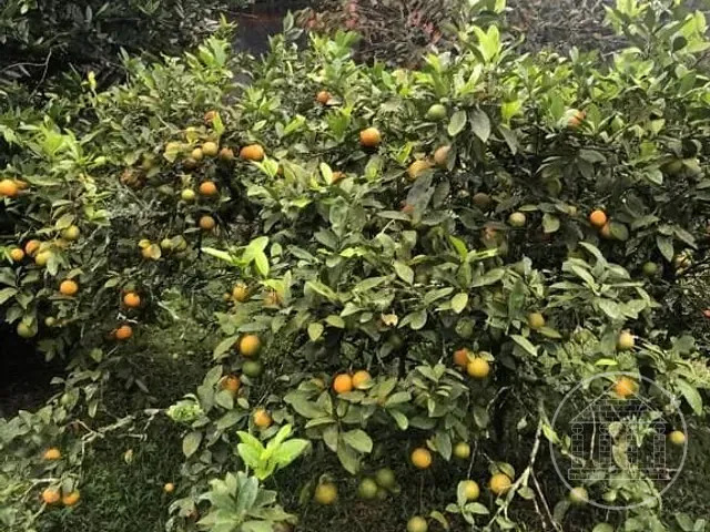 Chácara com 1400m² 4 quartos e 2 banheiros, à venda, no bairro Jardim Recanto do Sol em São Paulo