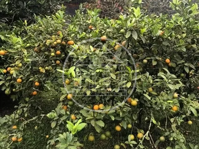 Chácara com 1400m² 4 quartos e 2 banheiros, à venda, no bairro Jardim Recanto do Sol em São Paulo