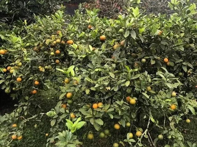 Chácara com 1400m² 4 quartos e 2 banheiros, à venda, no bairro Jardim Recanto do Sol em São Paulo