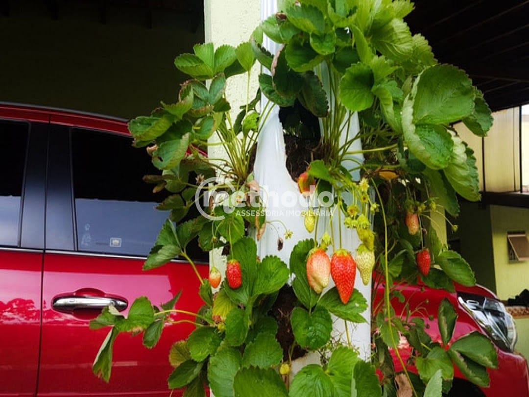 Chácara, 2 quartos, 980 m² - Foto 5