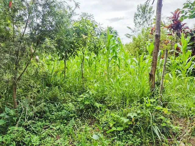 Chácara com 5000m² 2 quartos e 1 banheiro, à venda, no bairro Barragem em São Paulo