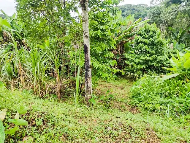 Chácara com 5000m² 2 quartos e 1 banheiro, à venda, no bairro Barragem em São Paulo