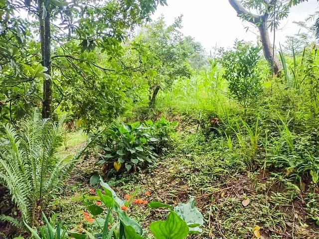 Chácara com 5000m² 2 quartos e 1 banheiro, à venda, no bairro Barragem em São Paulo