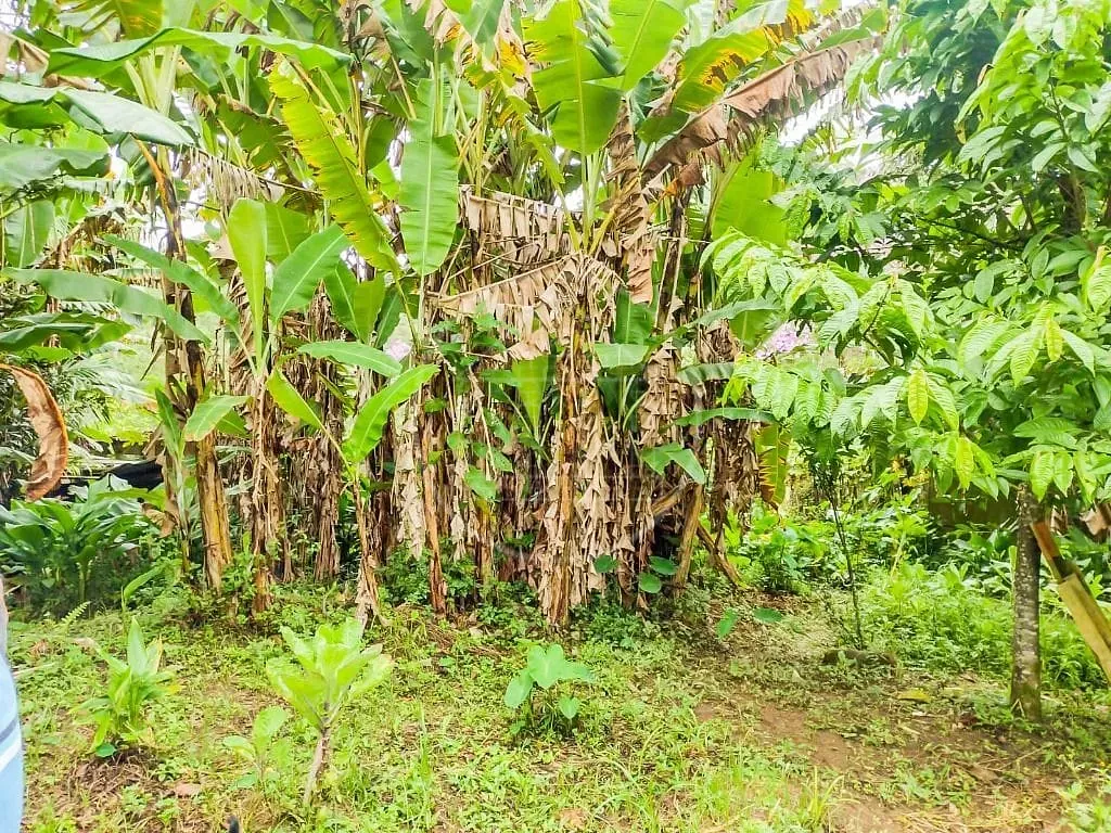 Sítio, 2 quartos, 5000 m² - Foto 6