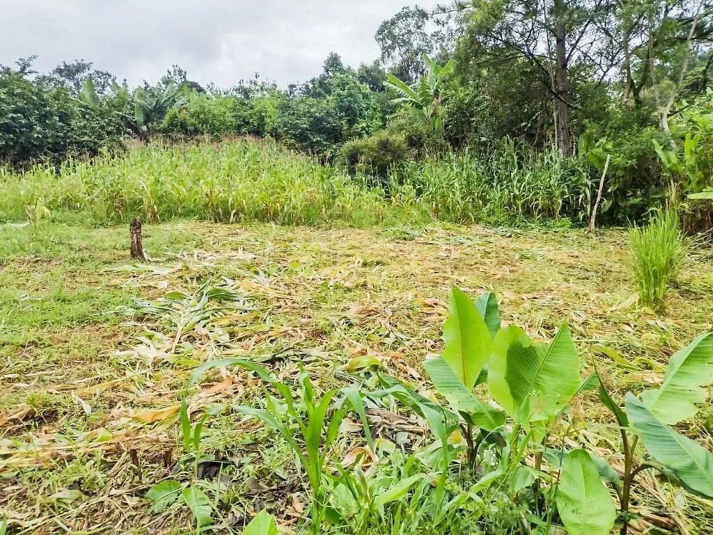 Sítio, 2 quartos, 5000 m² - Foto 11