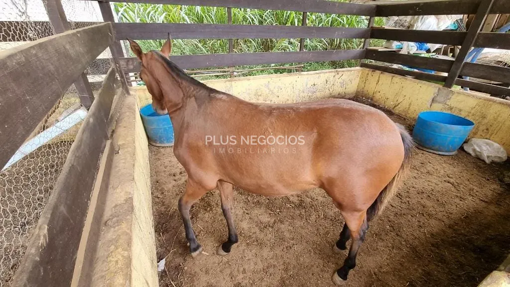 Sítio, 4 quartos, 2 hectares - Foto 45