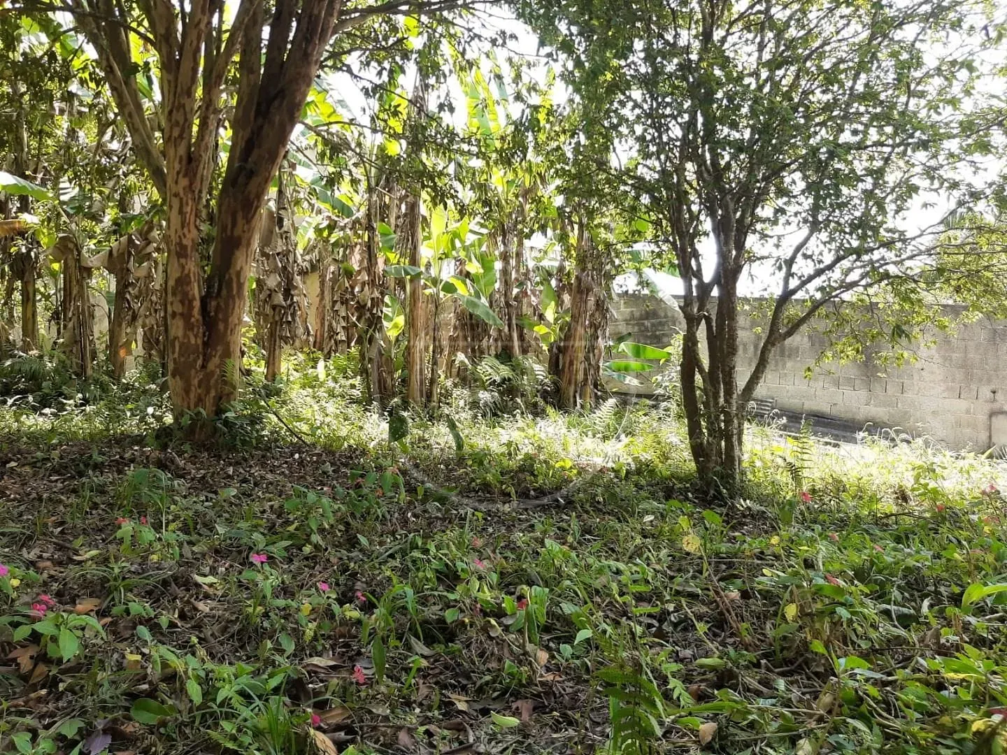 Sítio, 2 quartos, 1000 m² - Foto 31