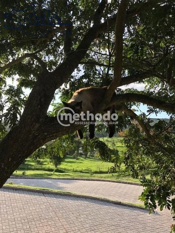 Sítio, 3 quartos, 2 hectares - Foto 25