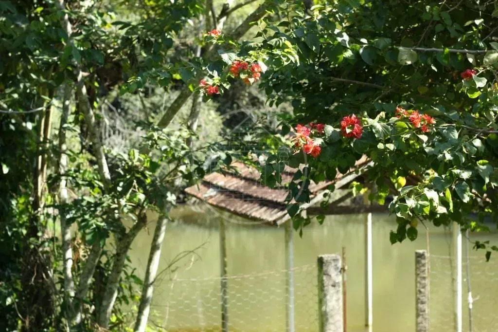 Sítio, 5 quartos, 1 hectares - Foto 11