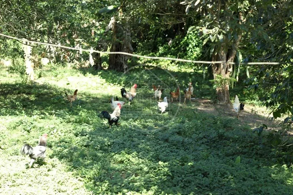 Sítio, 5 quartos, 1 hectares - Foto 13