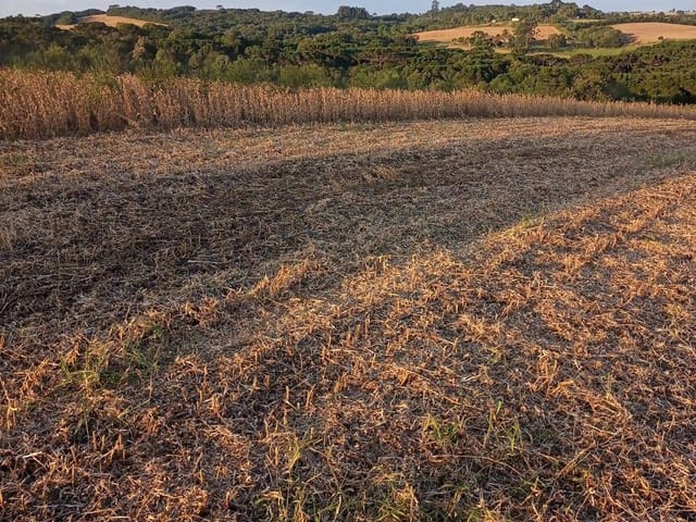 Foto do Chácara - Lapa, Chácara  7 Hectares Plana, Cultivo, à 3km Centro da Cidade, à venda, Área Rural, PR | Imobiliária GreenVille