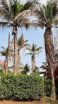 Chácara, 3 quartos, 4189 m² - Foto 25