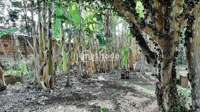 Chácara, 3 quartos, 4189 m² - Foto 23