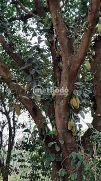 Chácara, 3 quartos, 4189 m² - Foto 21