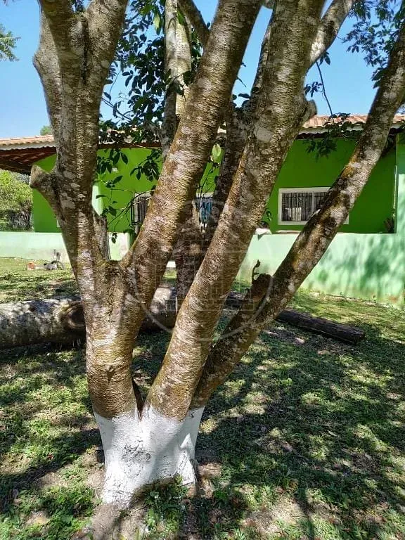 Sítio, 3 quartos, 2600 m² - Foto 10