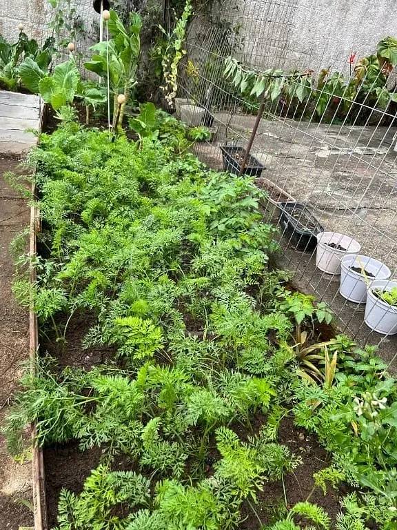 Sítio, 4 quartos, 4200 m² - Foto 18