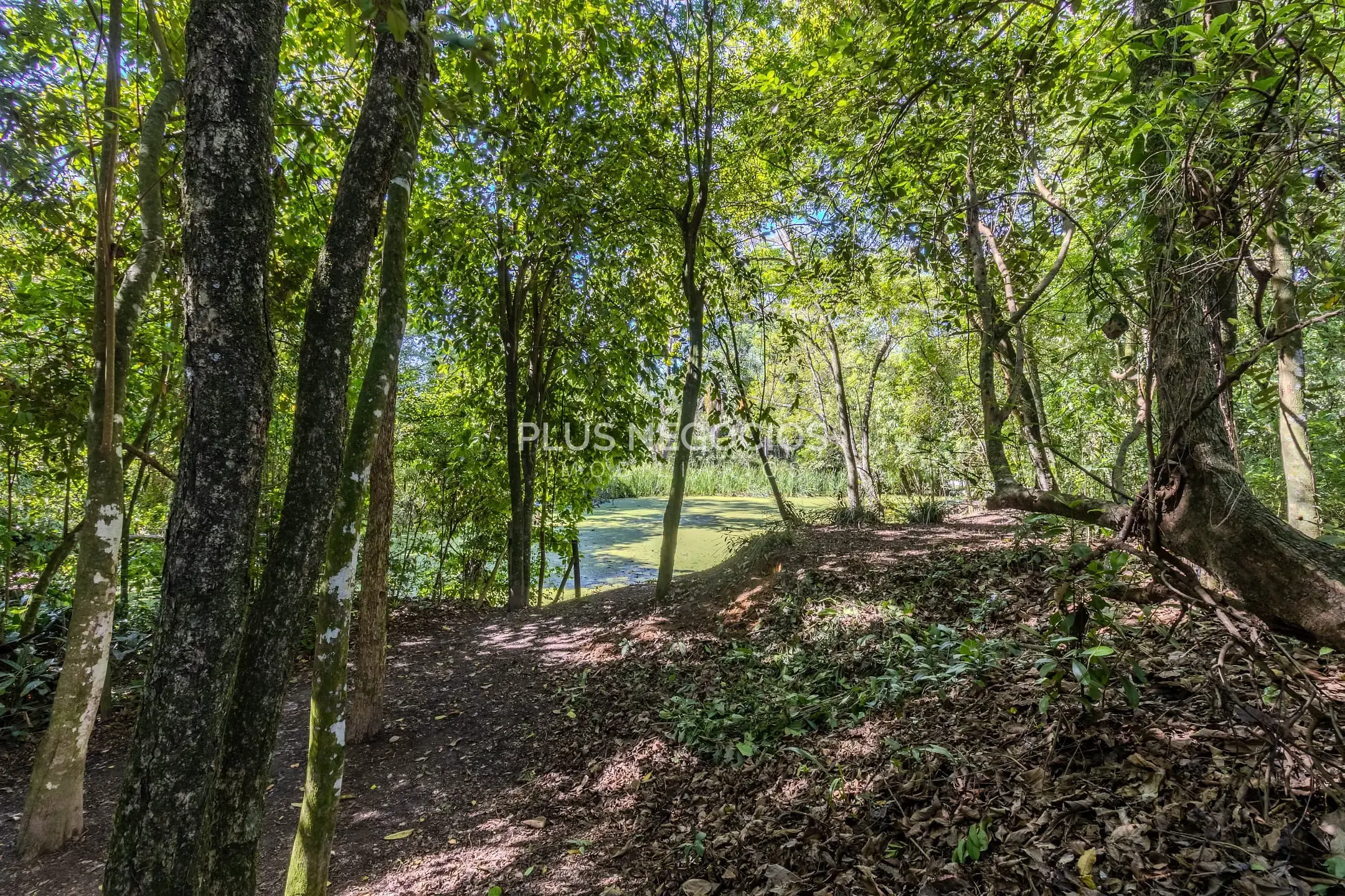 Chácara, 4 quartos, 2 hectares - Foto 47