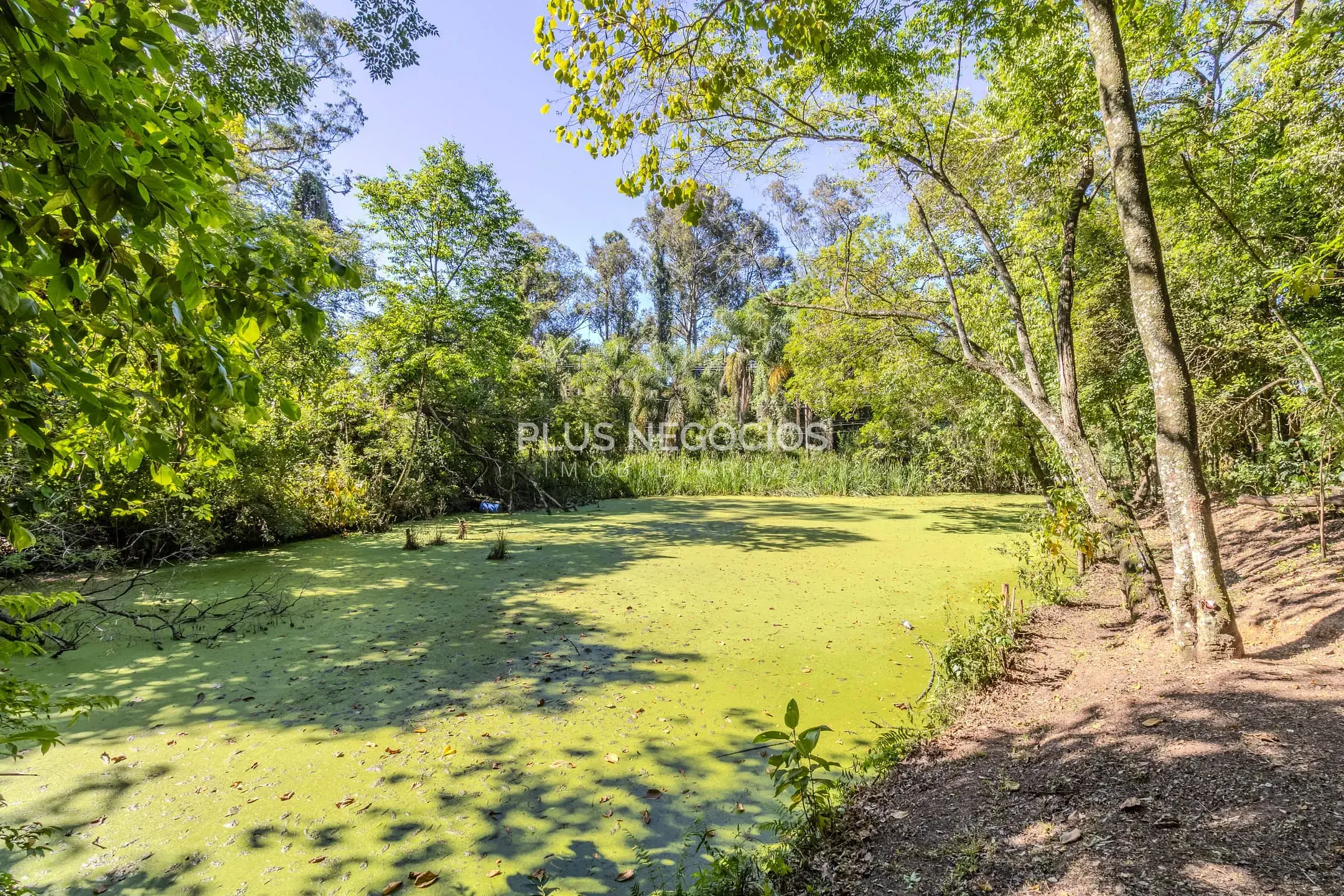 Chácara, 4 quartos, 2 hectares - Foto 48