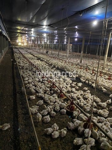 Sítio, 1 quarto, 10 m² - Foto 5