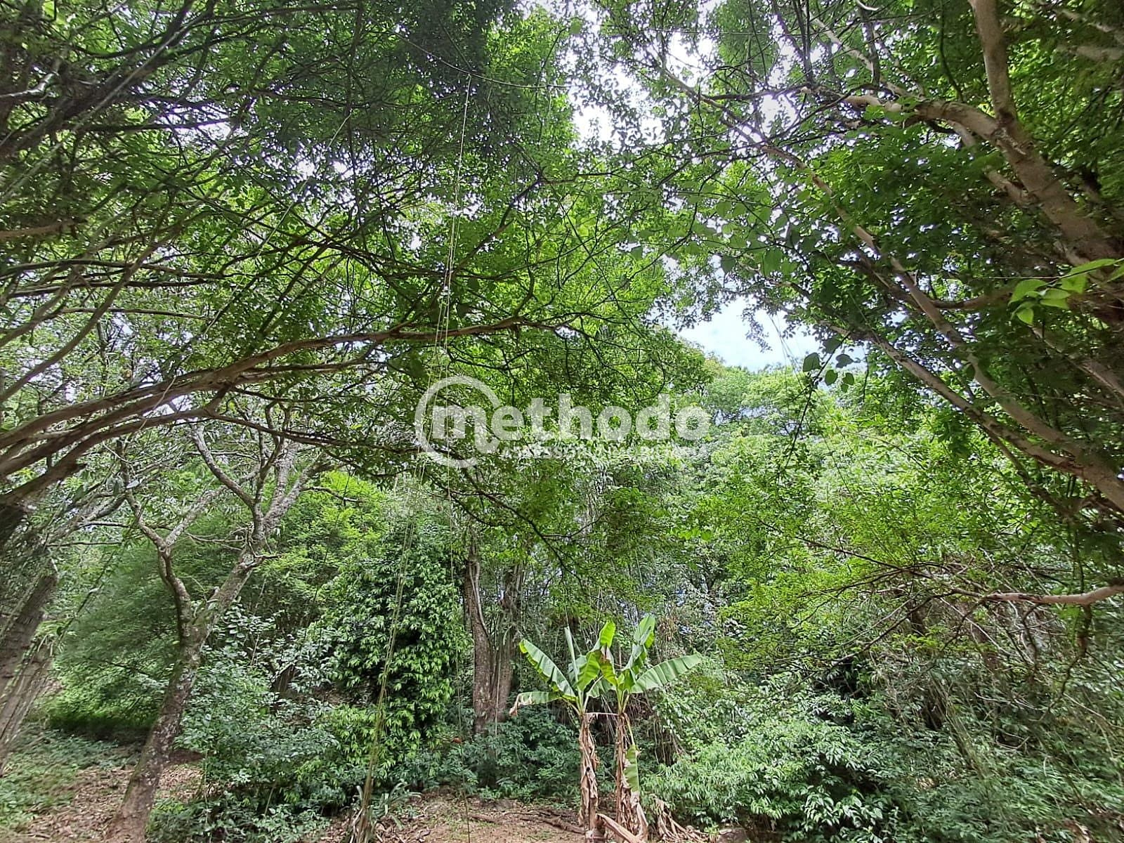 Sítio, 3 quartos, 3425 m² - Foto 46