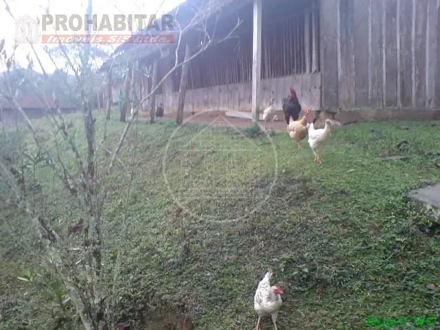 Sítio, 4 quartos, 3 hectares - Foto 41