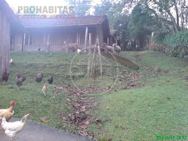 Sítio, 4 quartos, 3 hectares - Foto 42