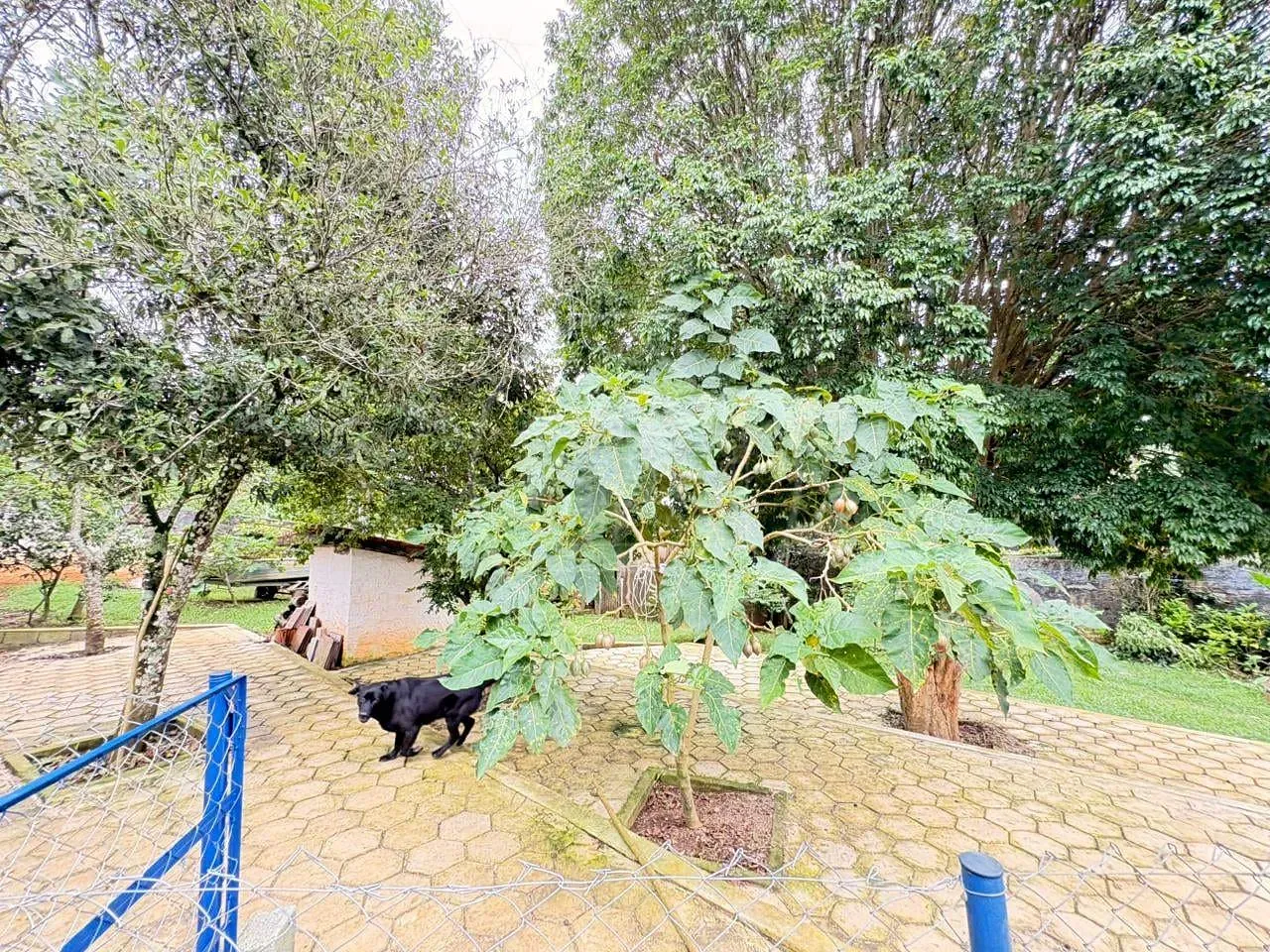 Sítio, 6 quartos, 1520 m² - Foto 53
