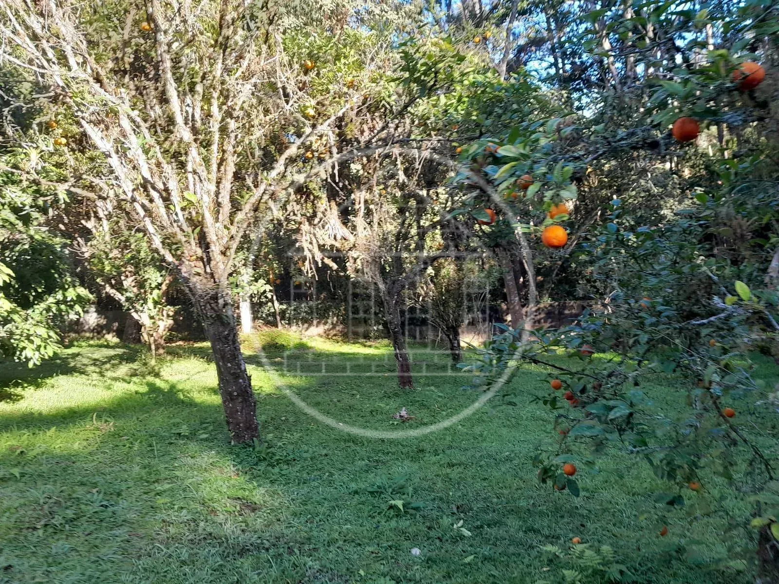 Sítio, 3 quartos, 5000 m² - Foto 70