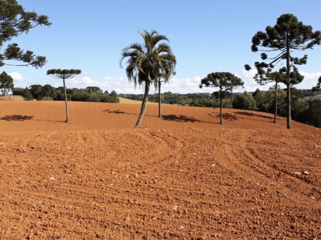 Chácara com 123500m² 1 quarto e 1 banheiro, à venda, no bairro Thomaz Coelho em Araucária