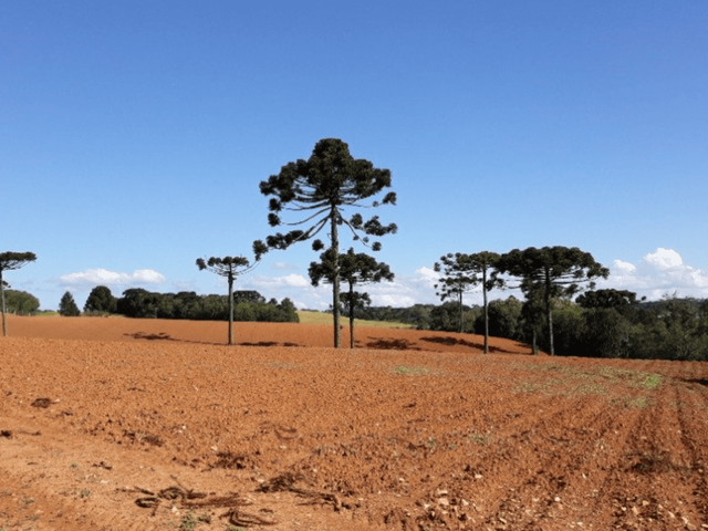 Chácara com 123500m² 1 quarto e 1 banheiro, à venda, no bairro Thomaz Coelho em Araucária