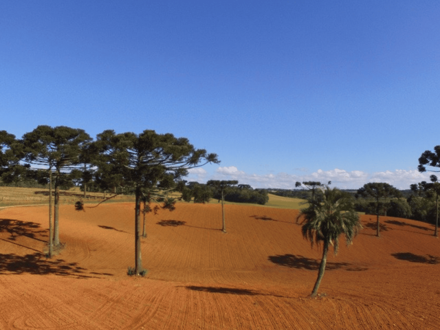 Chácara com 123500m² 1 quarto e 1 banheiro, à venda, no bairro Thomaz Coelho em Araucária