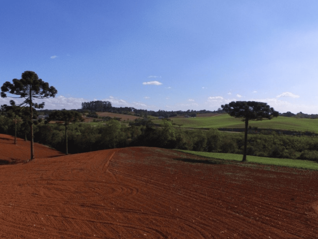 Chácara com 123500m² 1 quarto e 1 banheiro, à venda, no bairro Thomaz Coelho em Araucária