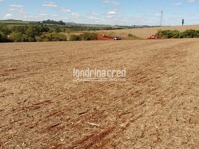 Chácara com 72600m², à venda, no bairro Centro em Cornélio Procópio