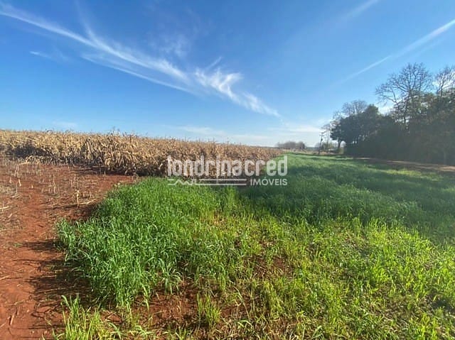 Sítio, 1 quarto, 10 m² - Foto 3