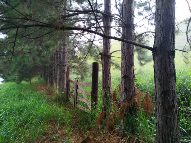 Chácara com 30000m², à venda, no bairro Zona Rural em Silveiras