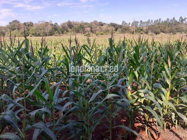 Sítio, 1 quarto, 10 m² - Foto 2