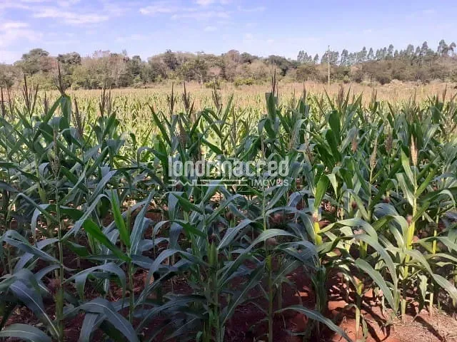 Chácara à venda, no bairro Zona Rural em Santa Helena