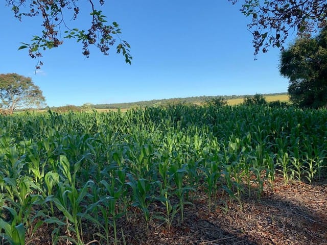 Foto do Chácara - Chácara à venda Zona Rural, Serranópolis do Iguaçu - PR | Londrina Cred Imóveis