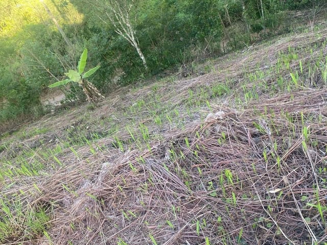 Chácara com 1002m², à venda, no bairro Barreirinho em Santo Antônio do Pinhal