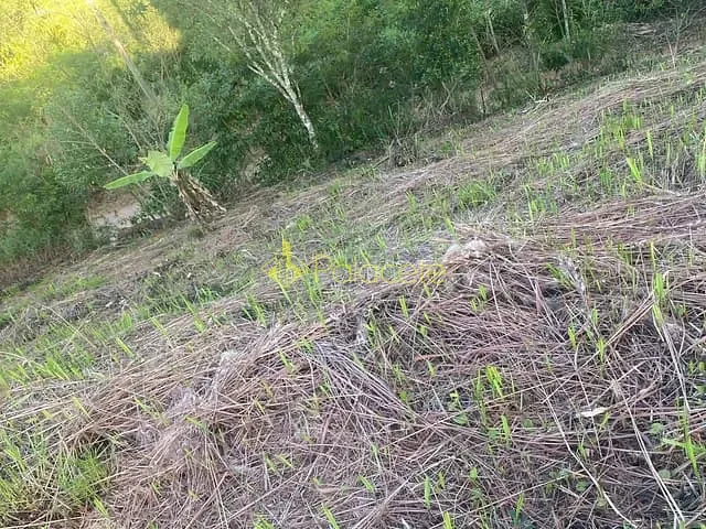 Chácara com 1002m², à venda, no bairro Barreirinho em Santo Antônio do Pinhal
