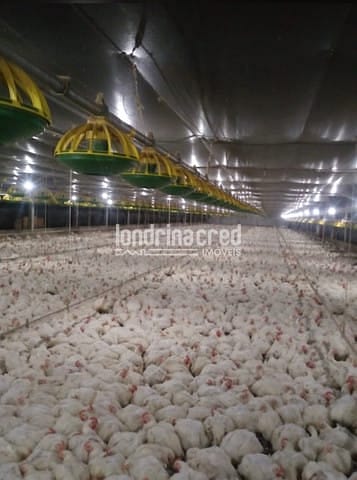 Sítio, 1 quarto, 10 m² - Foto 2